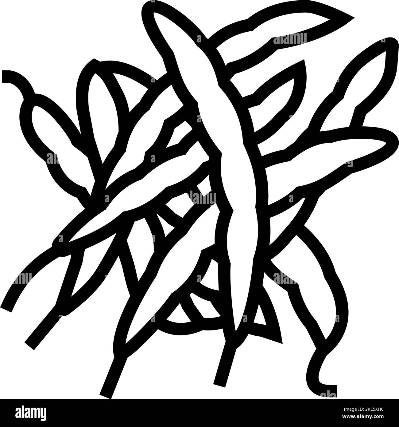 green bean natural line icon vector illustration Stock Vector Image