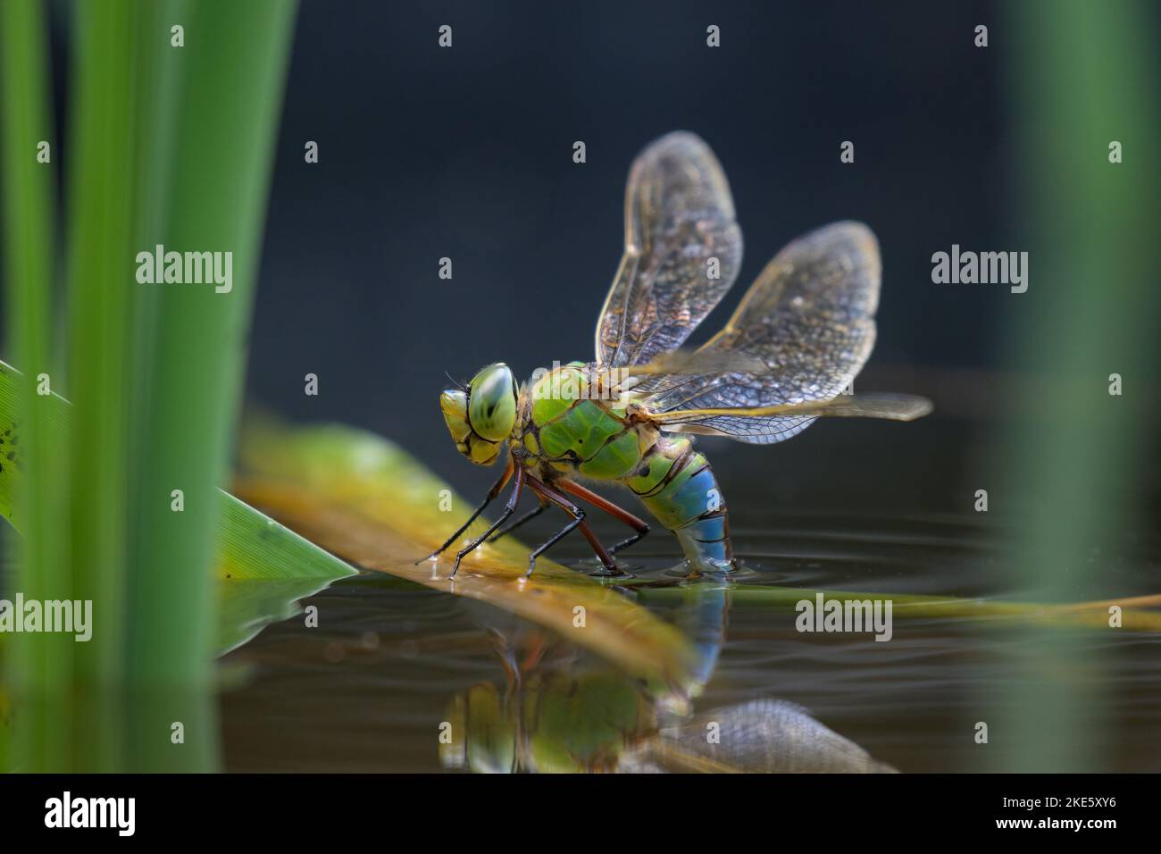 An emperor dragonfly (Anax imperator) depositing eggs in the water ...