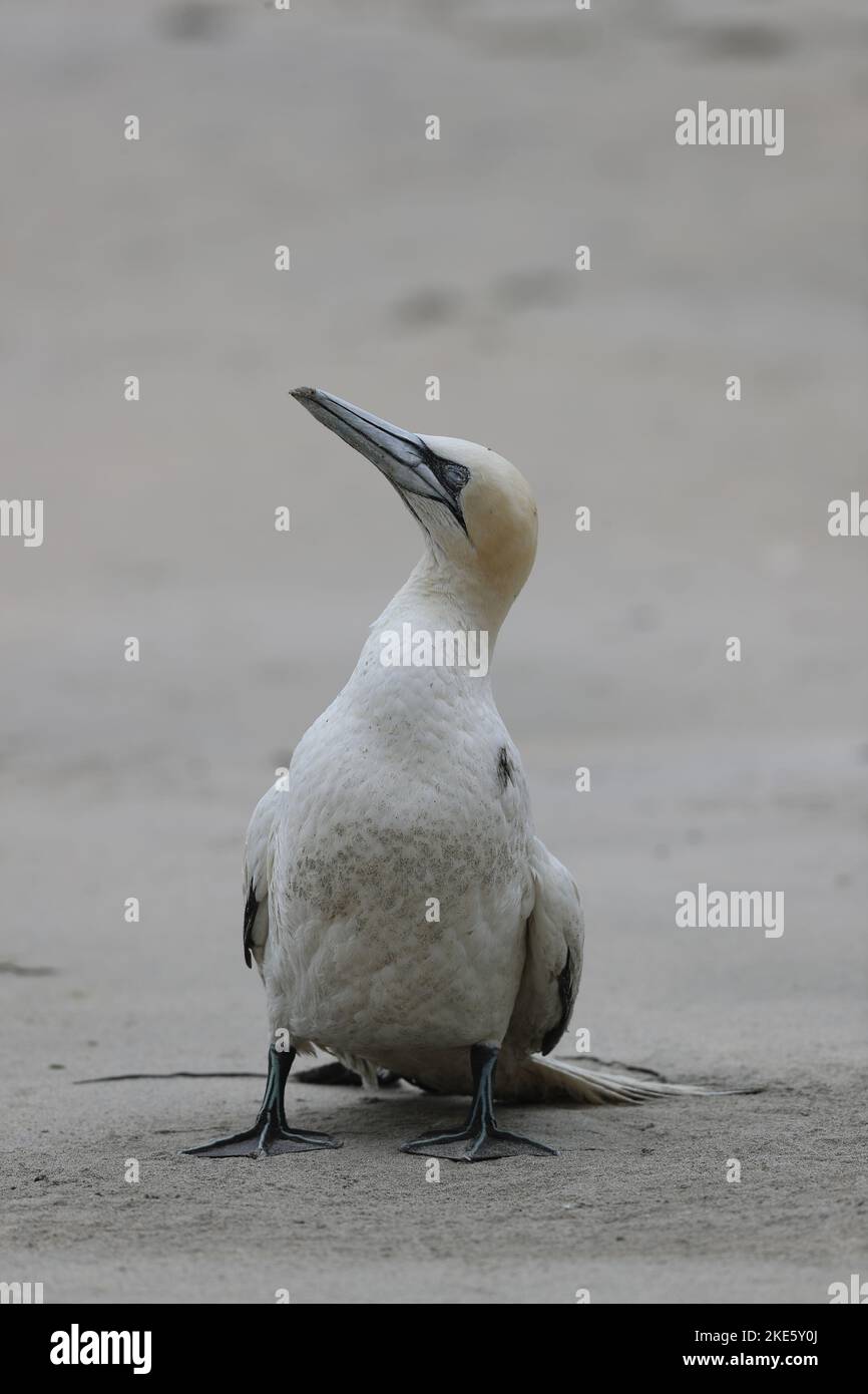 Gannet dying on Scottish beach, infected with bird flu (avian influenza, H5N1) Stock Photo
