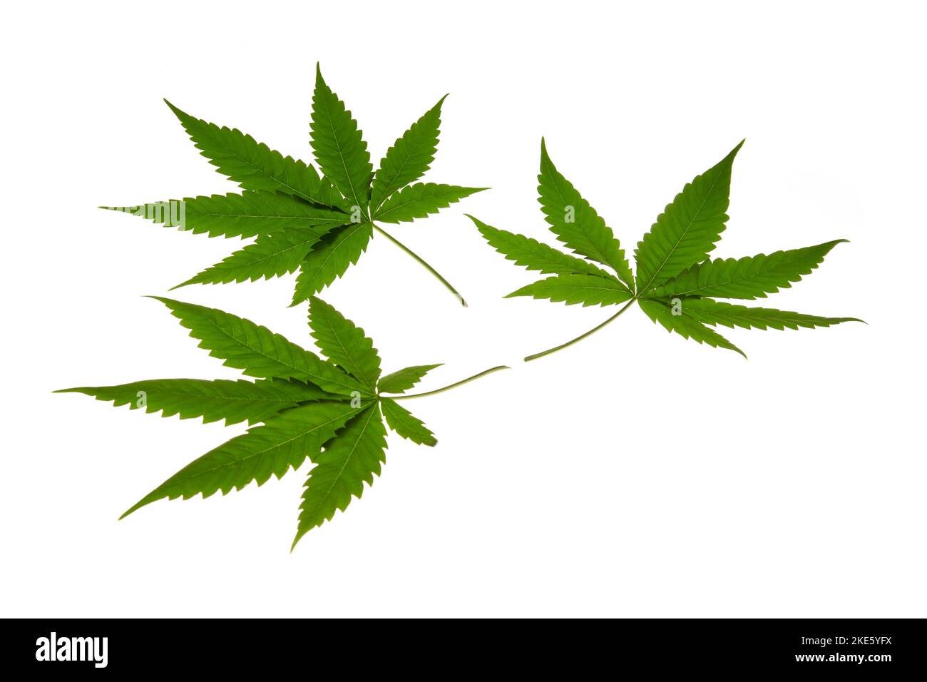Green cannabis leaves isolated on white background. Growing medical marijuana. Horizontal photo. Stock Photo