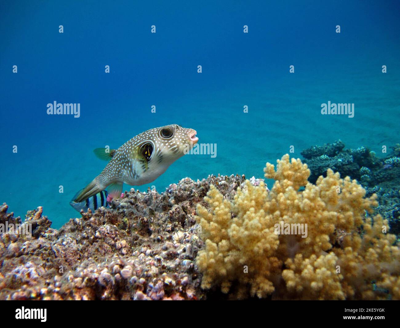 Colorful tropical fish on a coral reef, amazingly beautiful fairy world ...