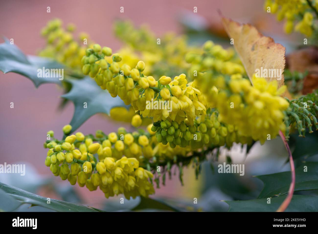 Iver, Buckinghamshire, UK. 10th November, 2022. Colourful yellow