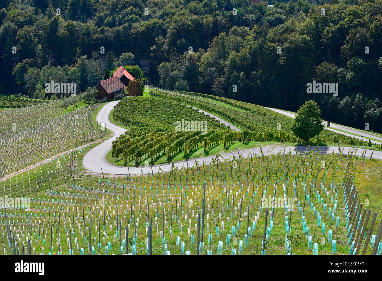 Slovenia, landscape with vineyards and the so-called Herzerlstrasse, a popular destination right on the Austrian-Slovenian border Stock Photo