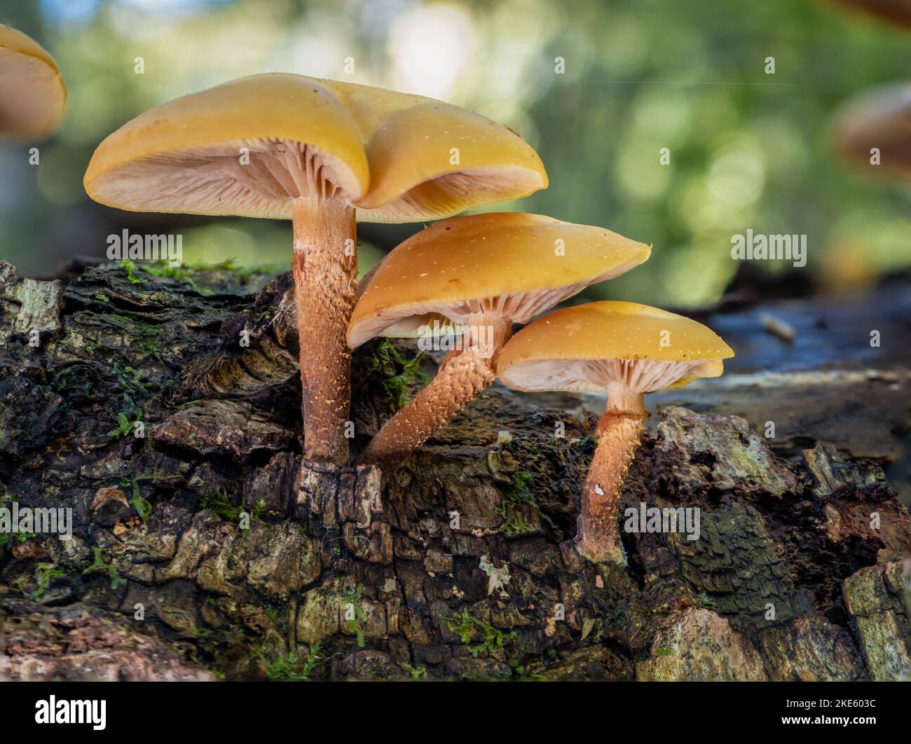 Yellow Fungi on Dead Wood Stock Photo Alamy
