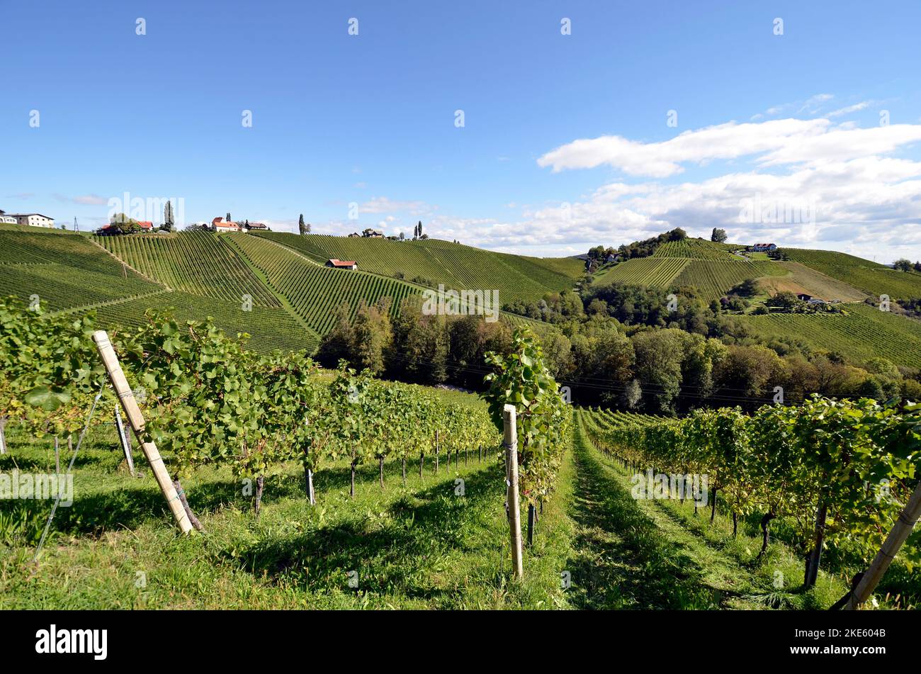 Austria, vineyards on the steep slopes of the Sulm Valley located on the Styrian wine route near the border to Slovenia, the hilly landscape is also k Stock Photo