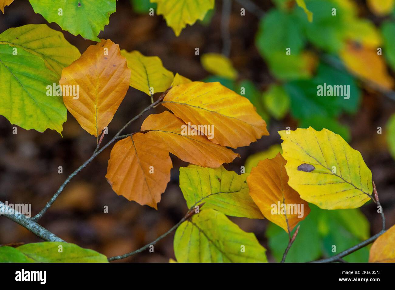 iver-buckinghamshire-uk-10th-november-2022-it-was-a-cooler-day