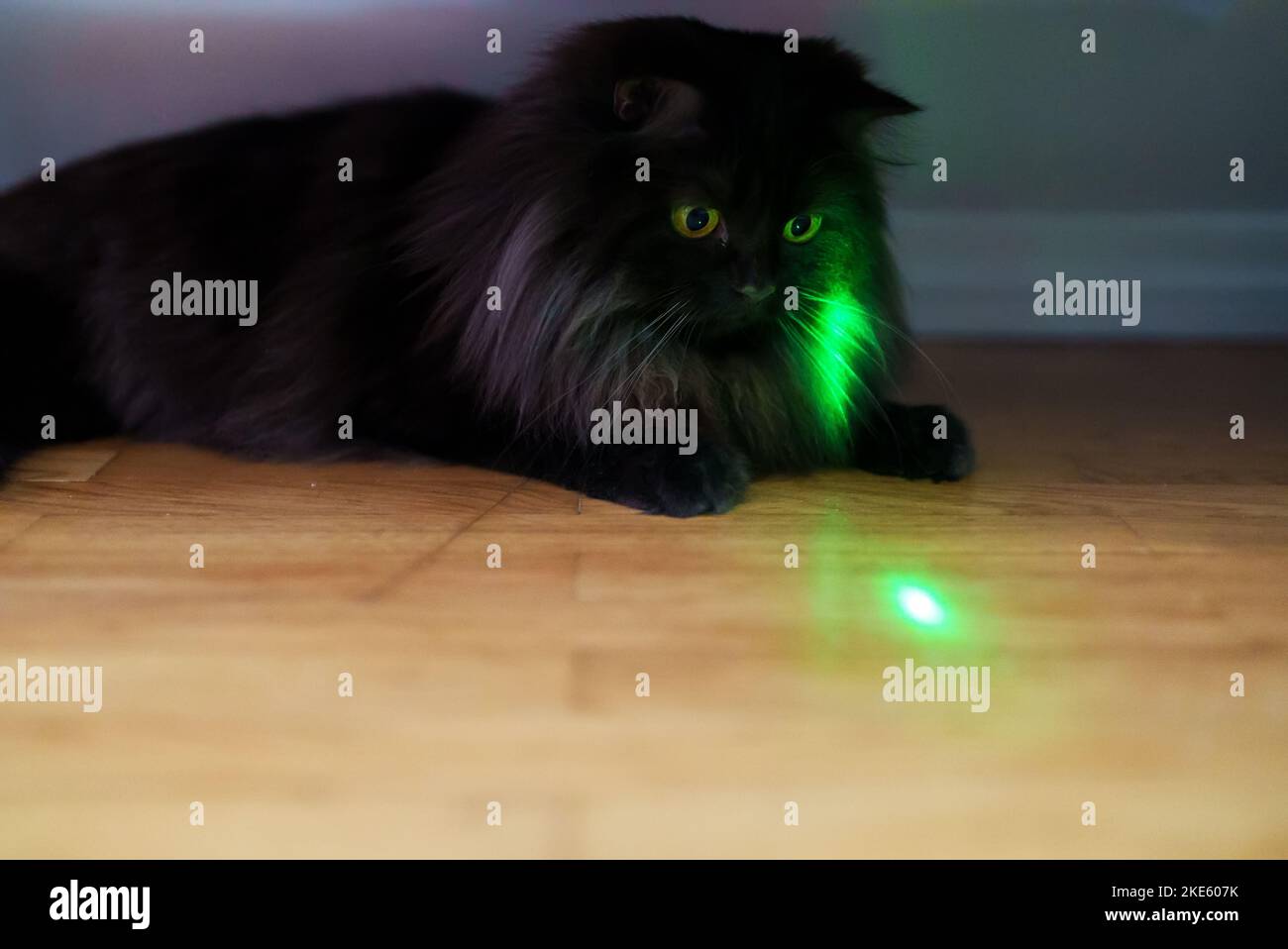 Scottish straight cat playing with laser pointer. Stock Photo