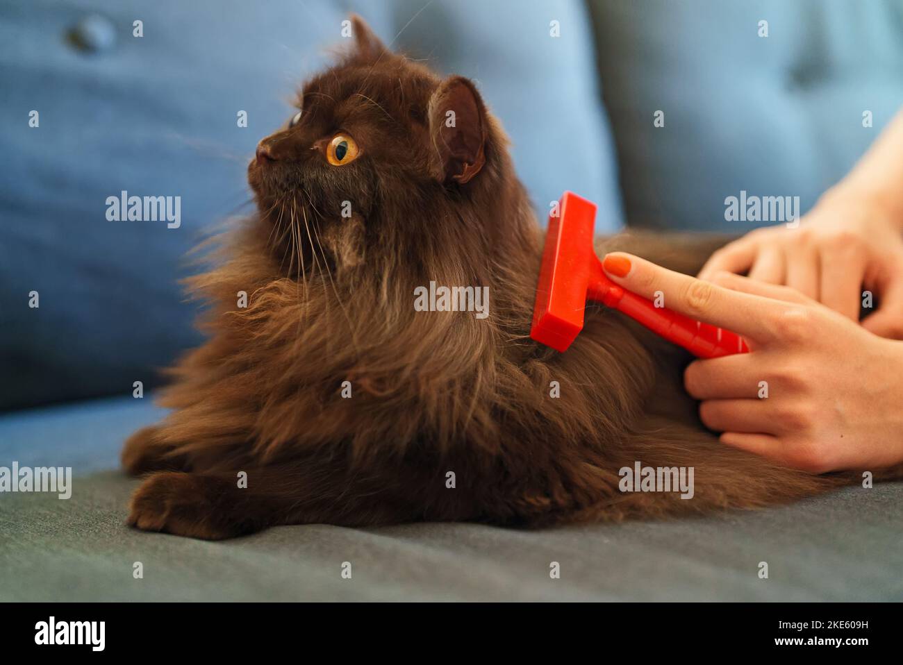 Woman brushes cat with a comb. Stock Photo