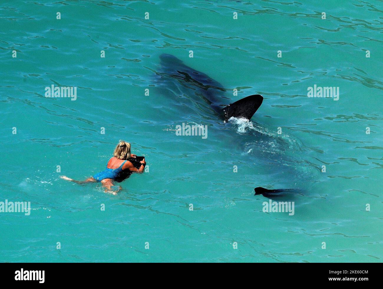Giant Basking sharks seen in clear blue Cornish seas approaching swimmers. Stock Photo