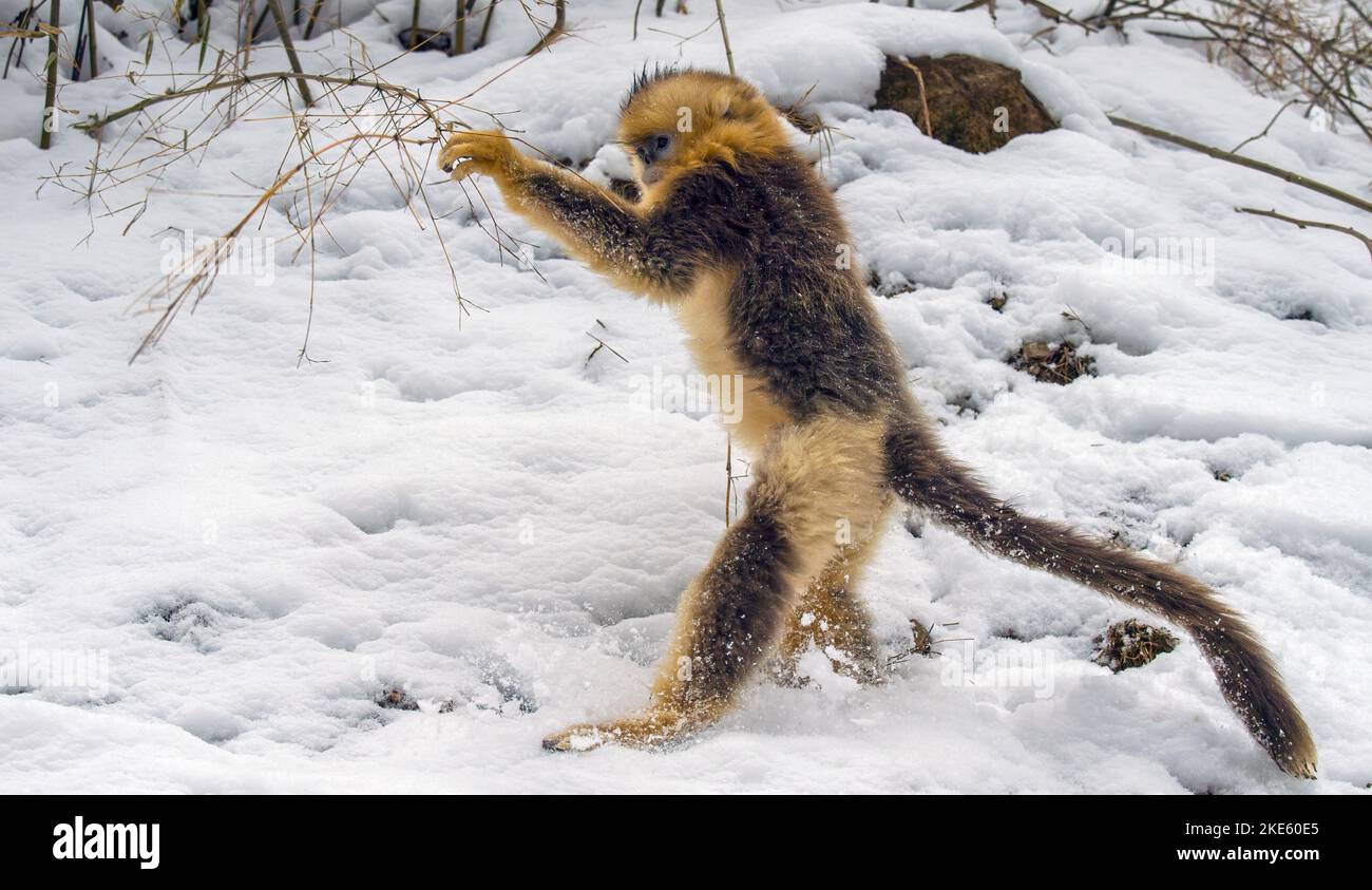 A closeup shot of a golden snub-nosed monkey (Rhinopithecus roxellana