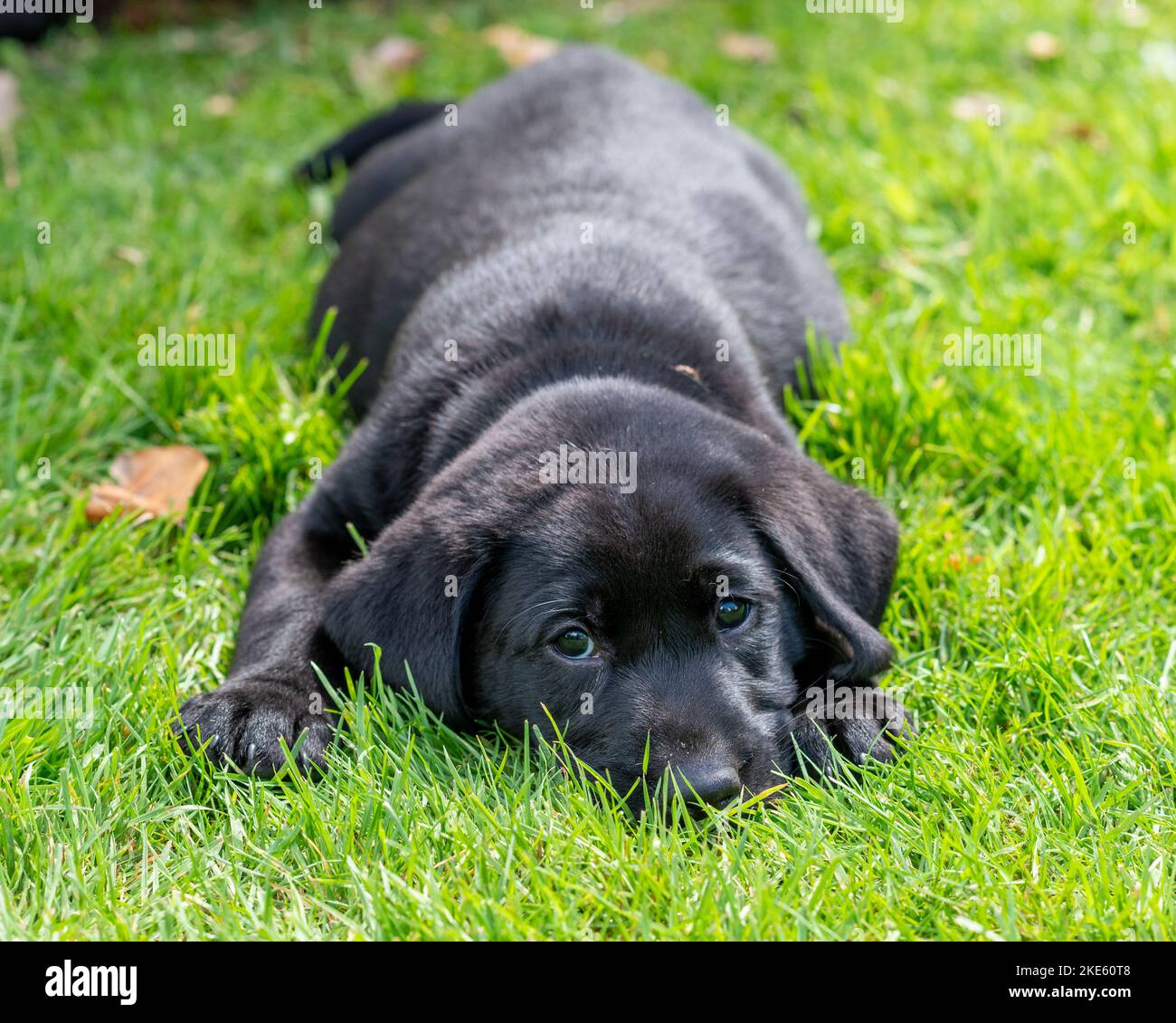 Black Labrador puppy dog Stock Photo Alamy