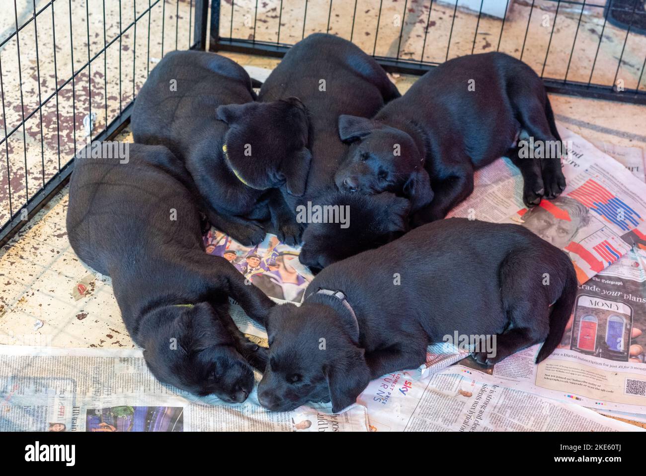 Litter of black Labrador puppy dogs, sleeping puppies Stock Photo - Alamy