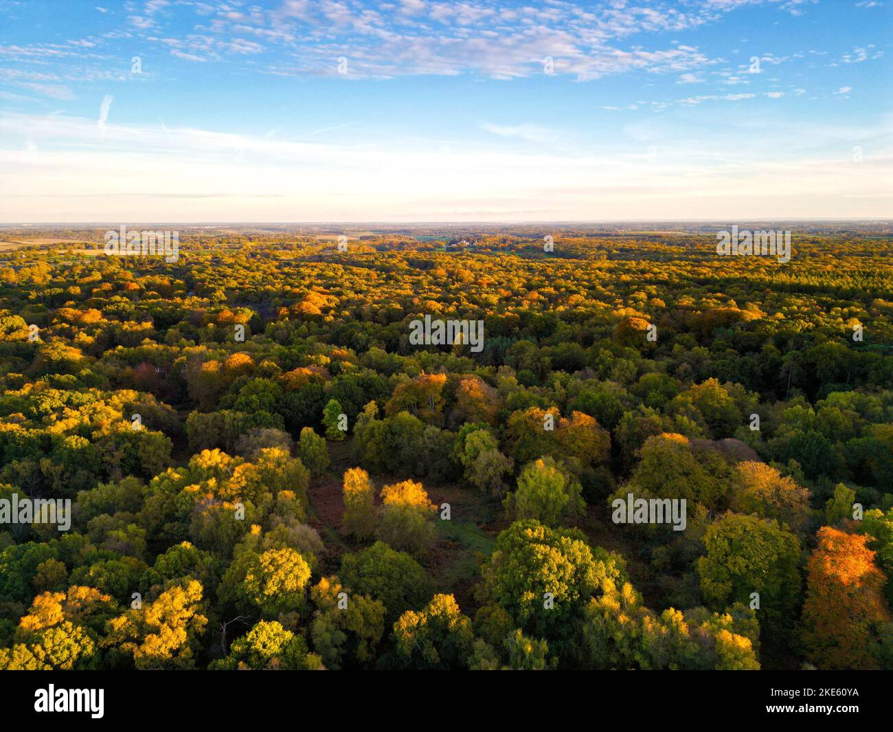 An aerial view of autumn woodlands in Ashridge, England Stock Photo