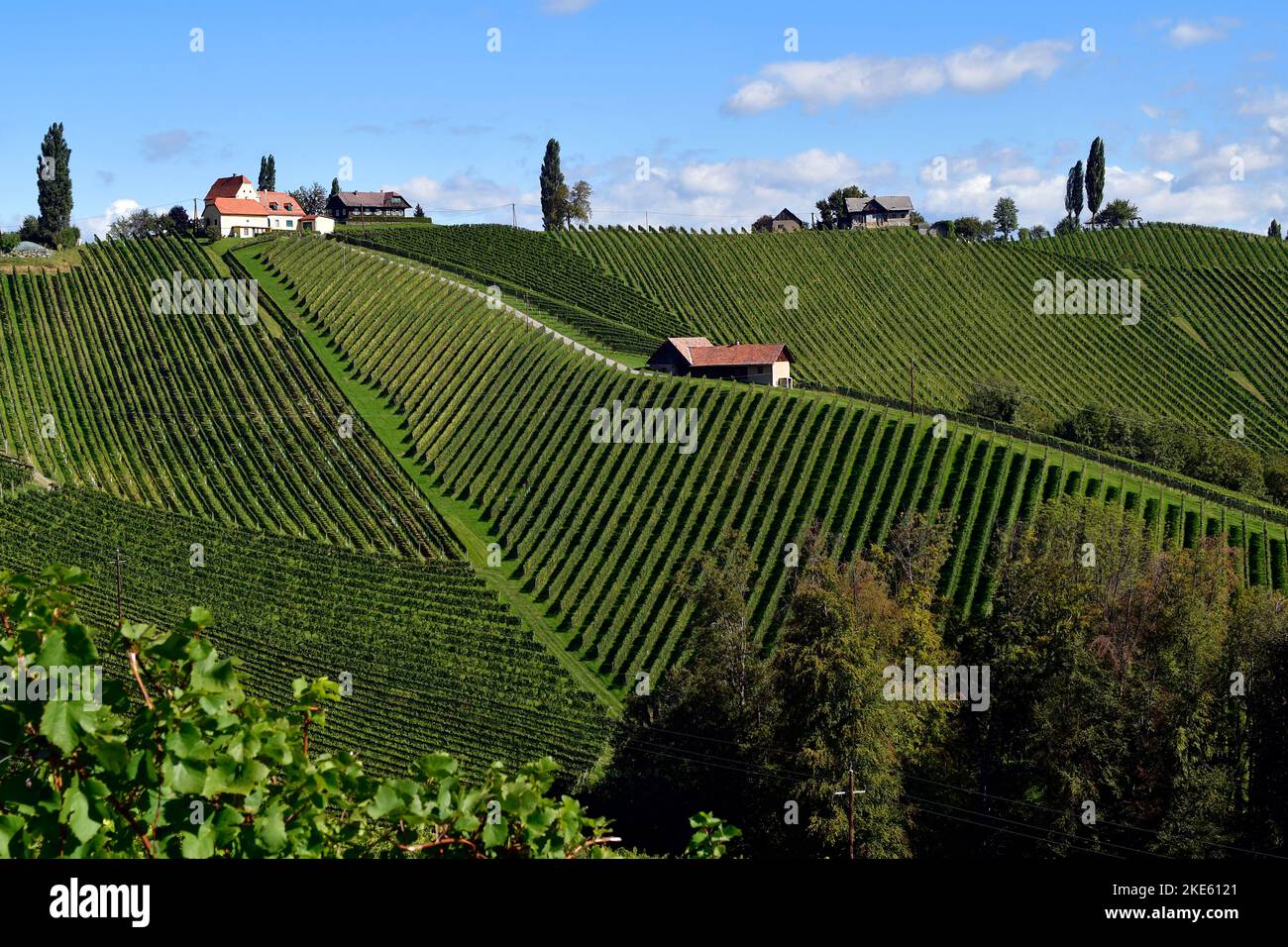 Austria, vineyards on the steep slopes of the Sulm Valley located on the Styrian wine route near the border to Slovenia, the hilly landscape is also k Stock Photo