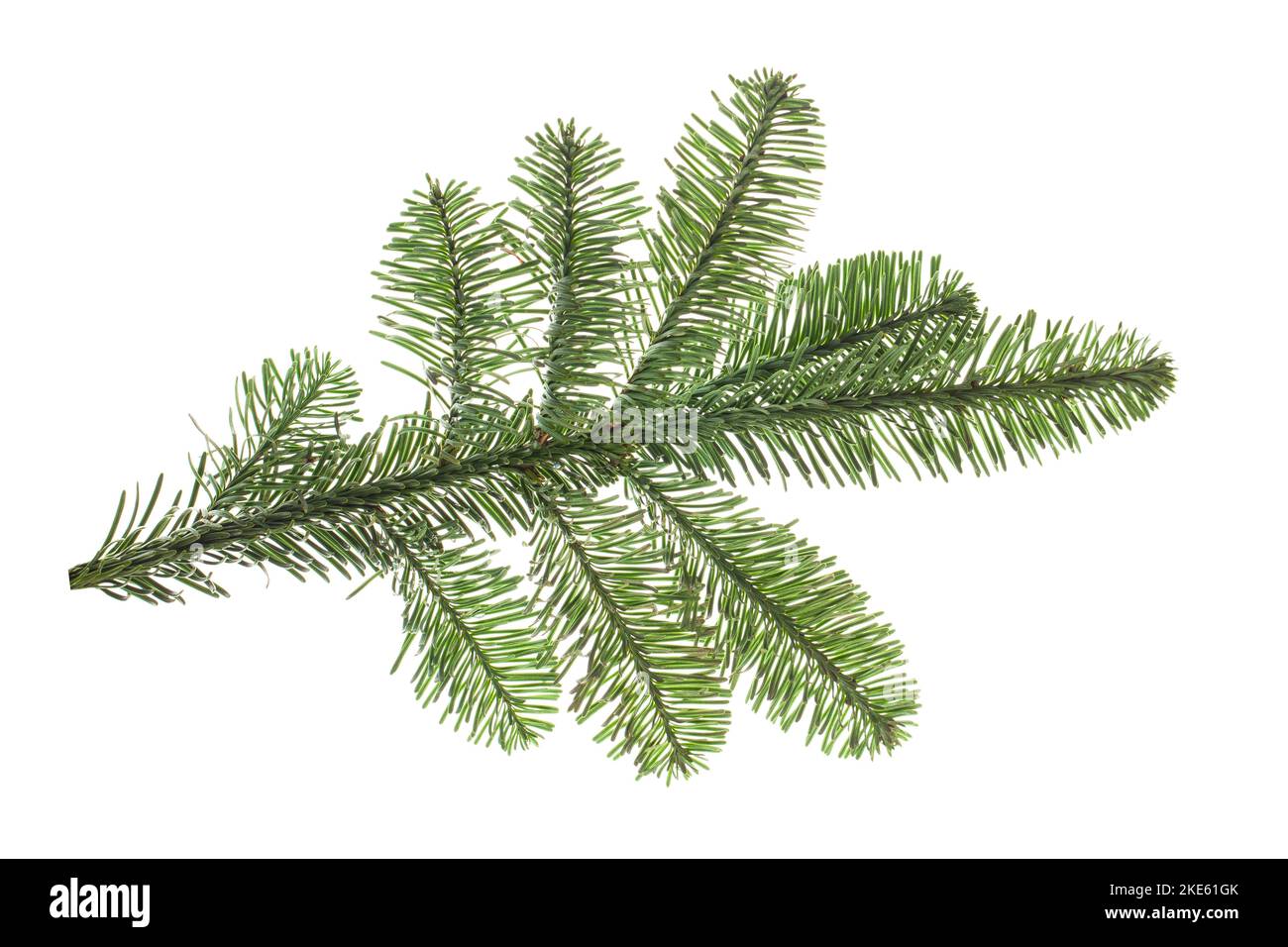 Christmas tree branch isolated on white background Stock Photo - Alamy
