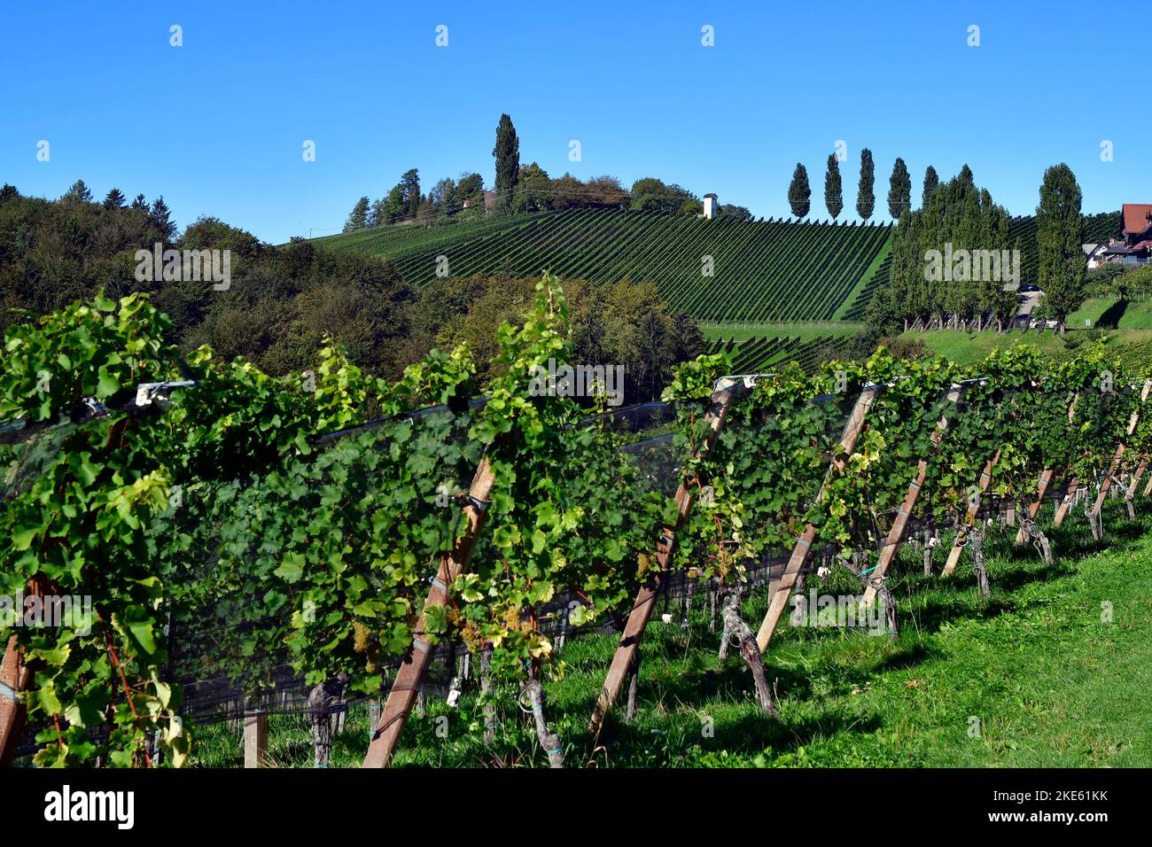 Austria, vineyards on the steep slopes of the Sulm Valley located on the Styrian wine route, the hilly landscape is also known as the Tuscany of Austr Stock Photo
