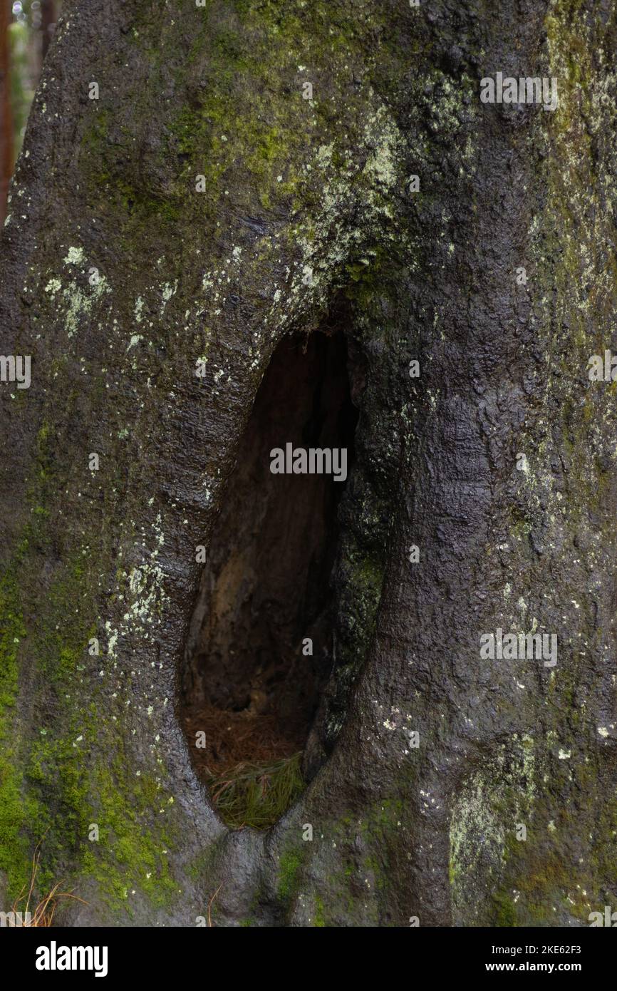 Huge tree with a hole in the middle Stock Photo