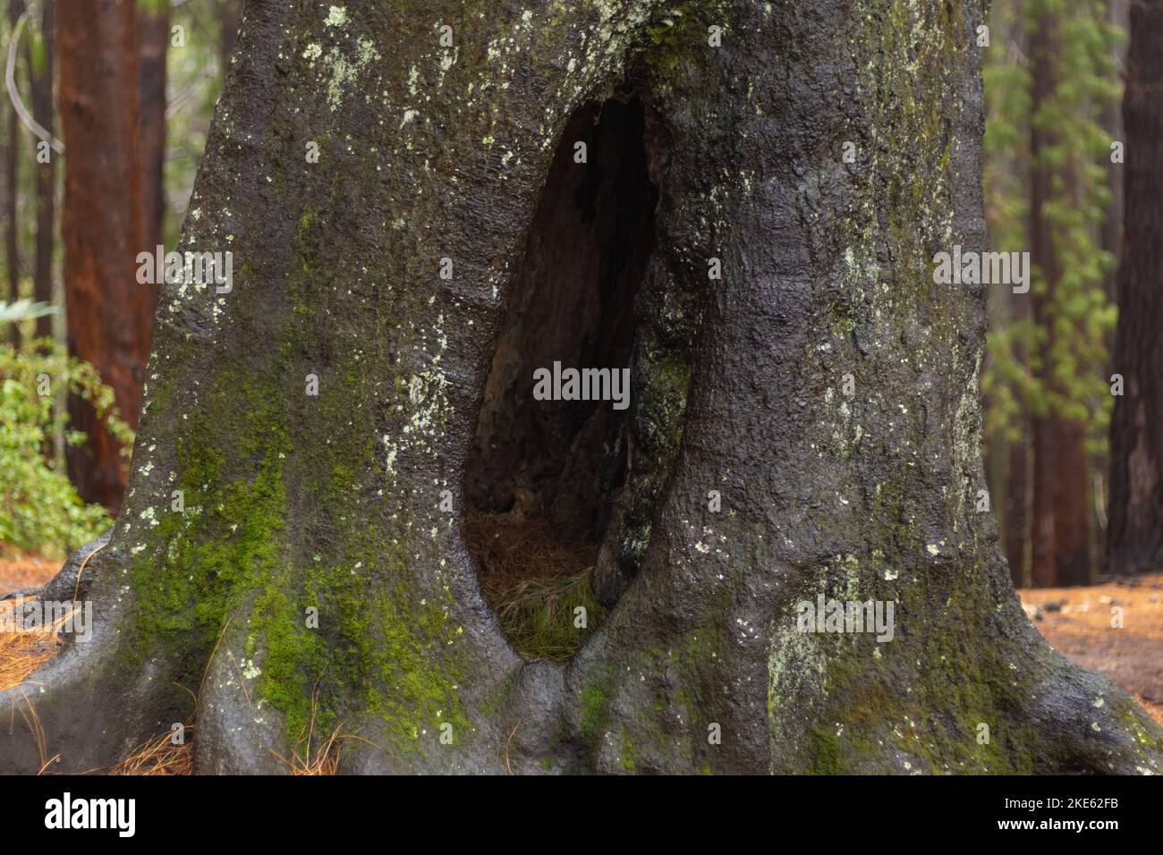 Huge tree with a hole in the middle Stock Photo