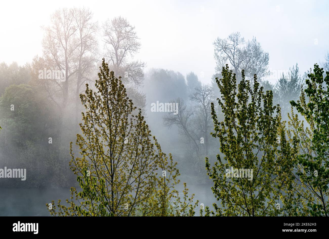 A beautiful shot of tall green trees in a misty forest Stock Photo - Alamy