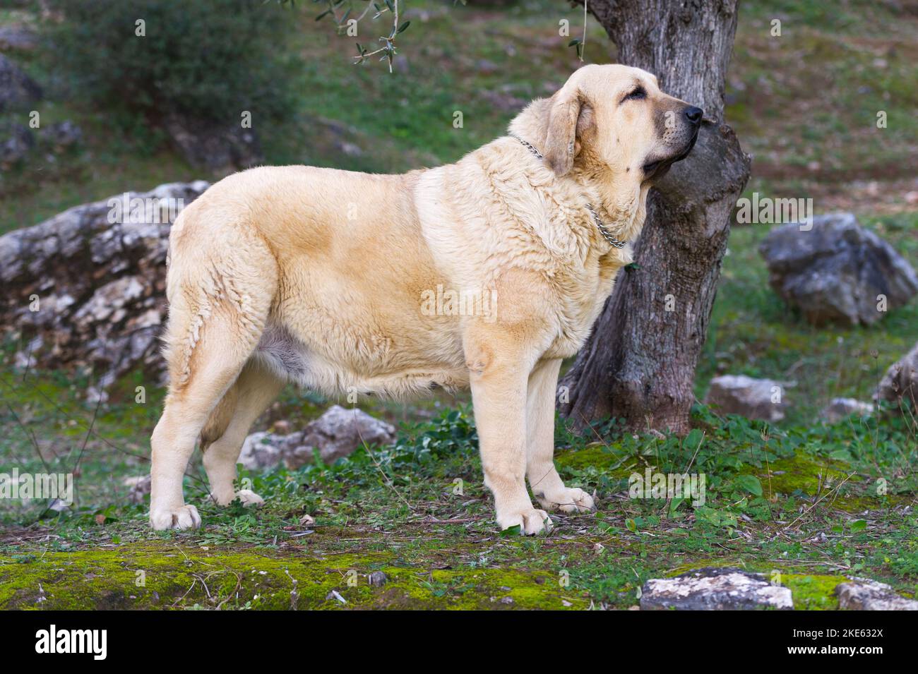 Spanish mastiff purebred dog with yellow coat standing on the grass Stock Photo
