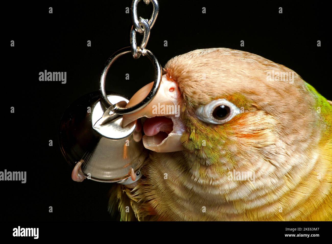 The macro of a Cinnamon GreenCheeked Conure biting a toy bell before the black background Stock
