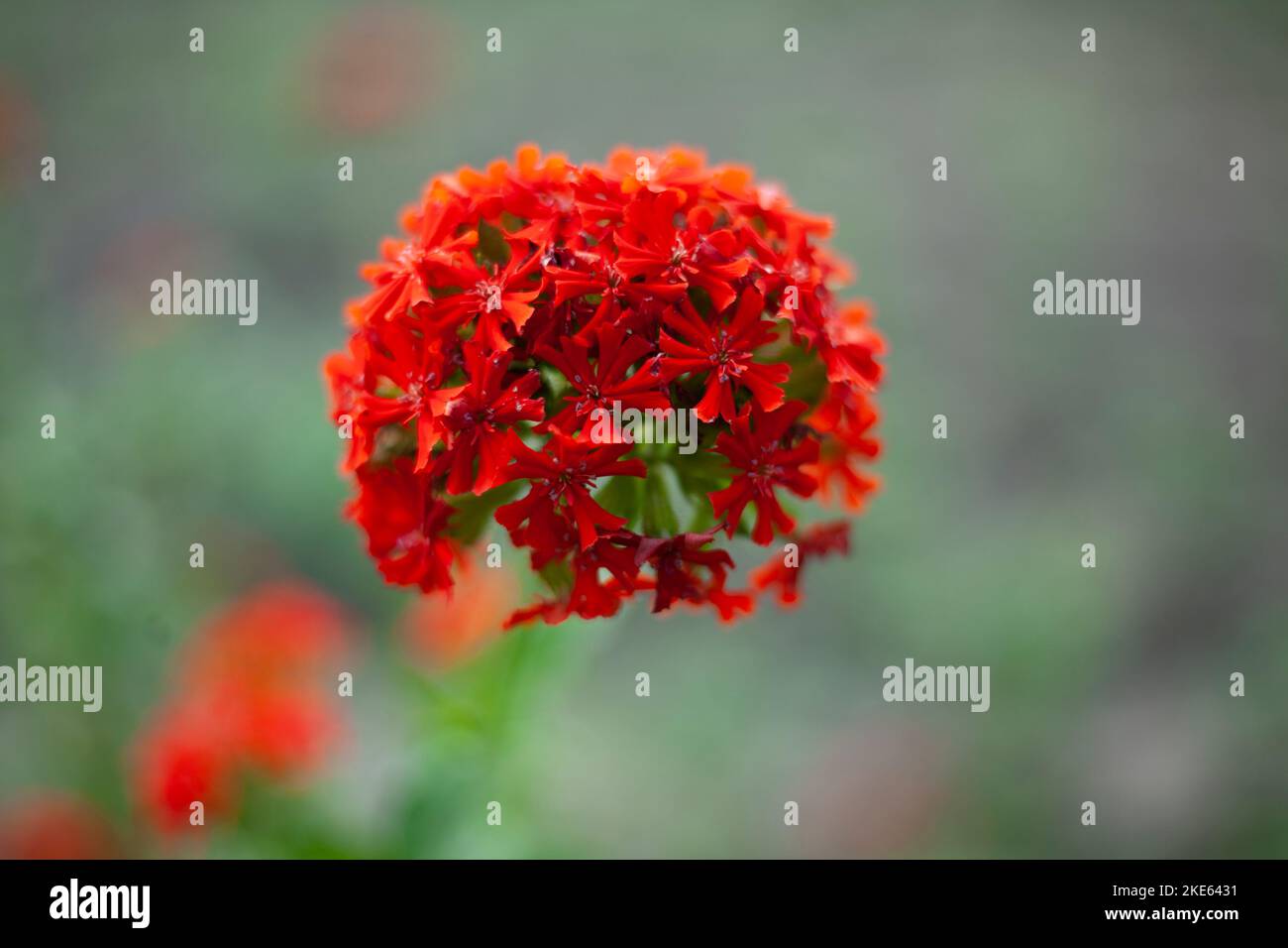 Red flower in garden. Flower in summer. Inflorescence on green background. Stock Photo