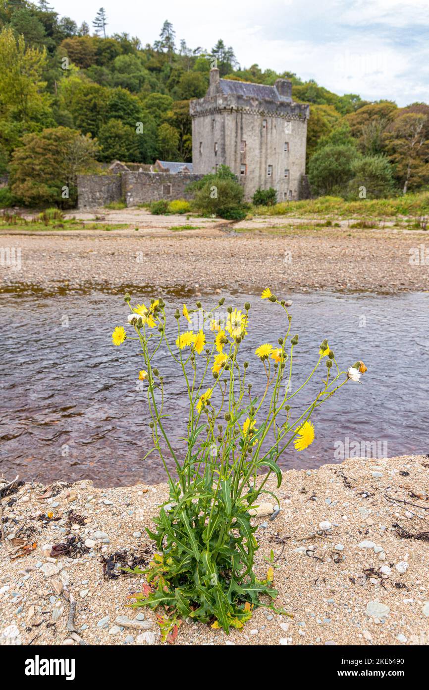 A yellow Sowthistle growing on a sandy shingle beach at Saddell Bay on the Kintyre Peninsula, Argyll & Bute, Scotland UK Stock Photo