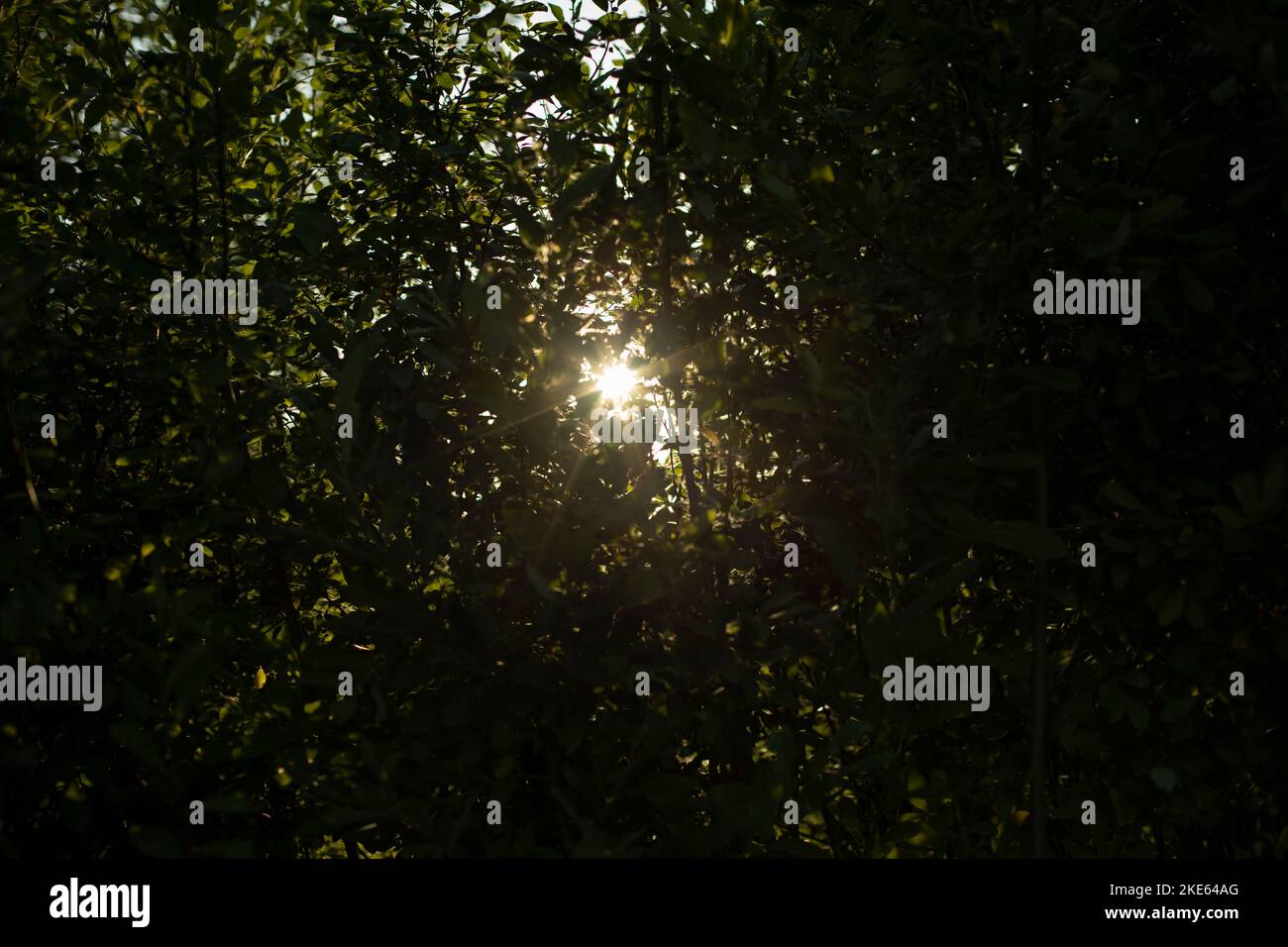 Summer forest. Details of nature. Green plants in summer season. Stock Photo