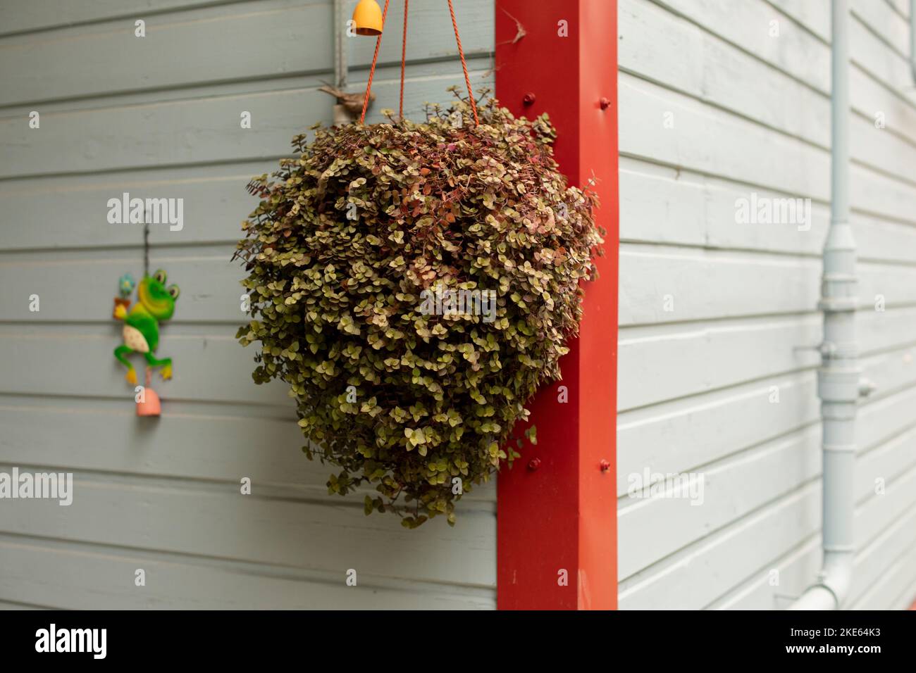 Plant on house. Plant hangs on wall. Wall of house. Corner of building. Stock Photo
