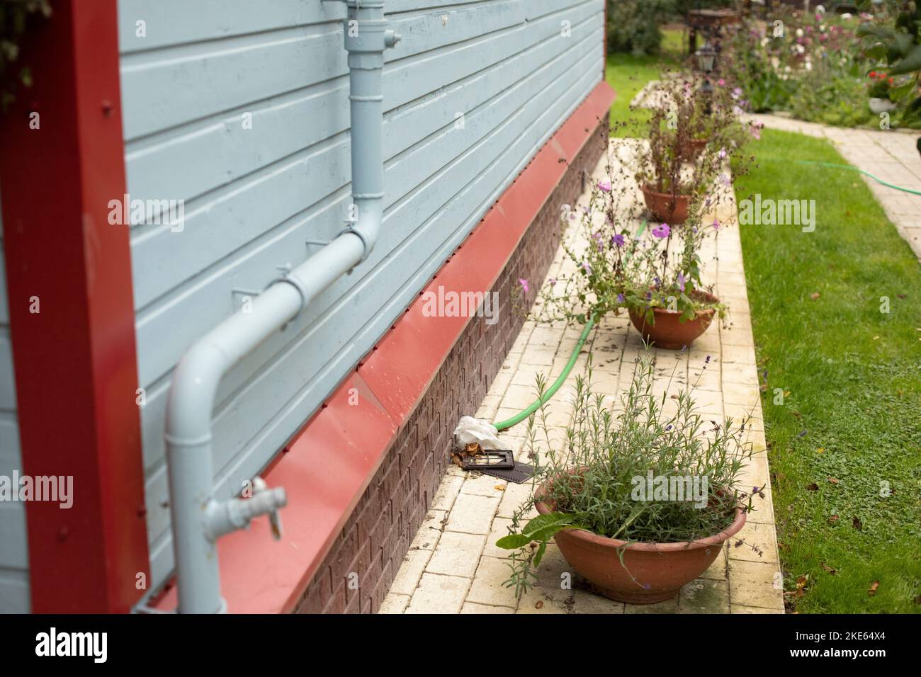 Flowers in pots near wall of house. Landscape design in yard. Details of building. Wall of boards. Cornice from rain. Stock Photo