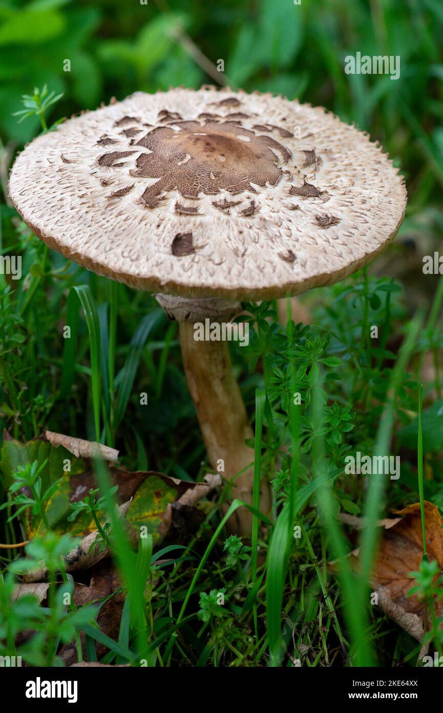 eton-berkshire-uk-10th-november-2022-wild-mushrooms-growing-in