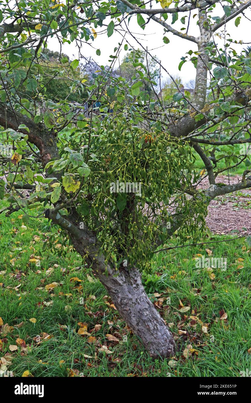 Mistletoe growing on apple tree Stock Photo