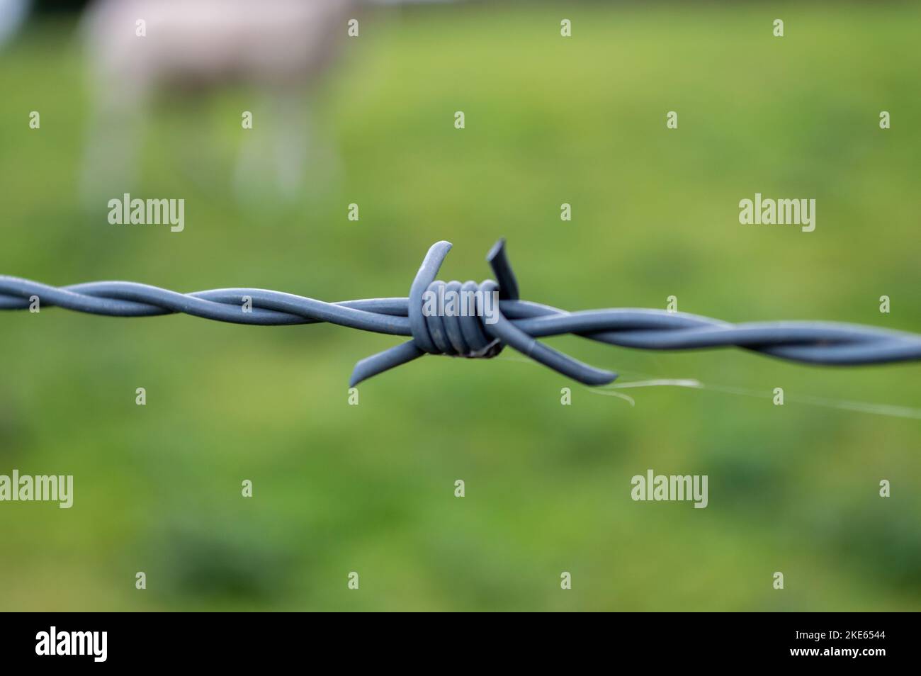 Barbed Wire Fence Stock Photo Alamy barbed-wire-fence-stock-photo-alamy