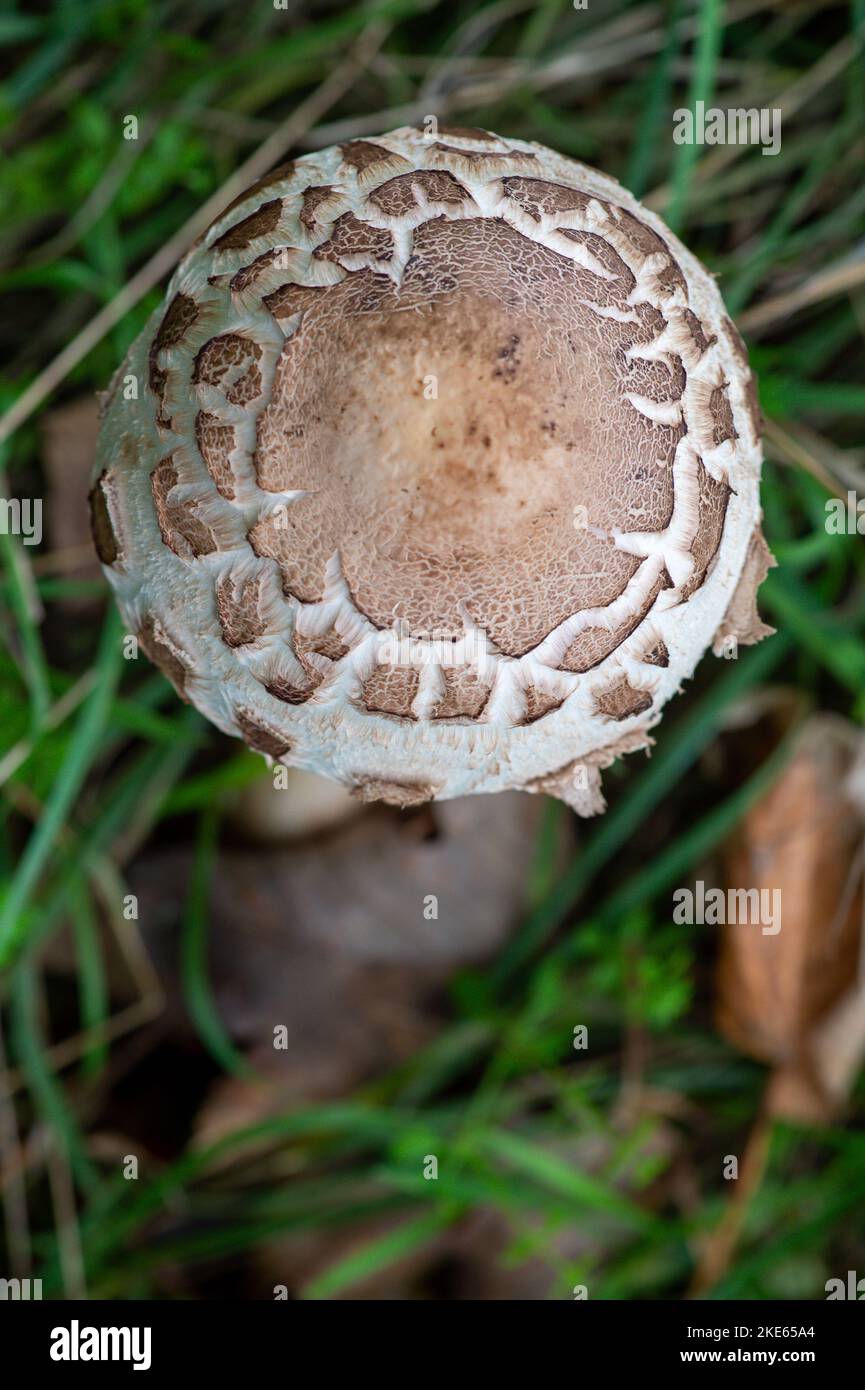 prominent-mushrooms-hi-res-stock-photography-and-images-alamy