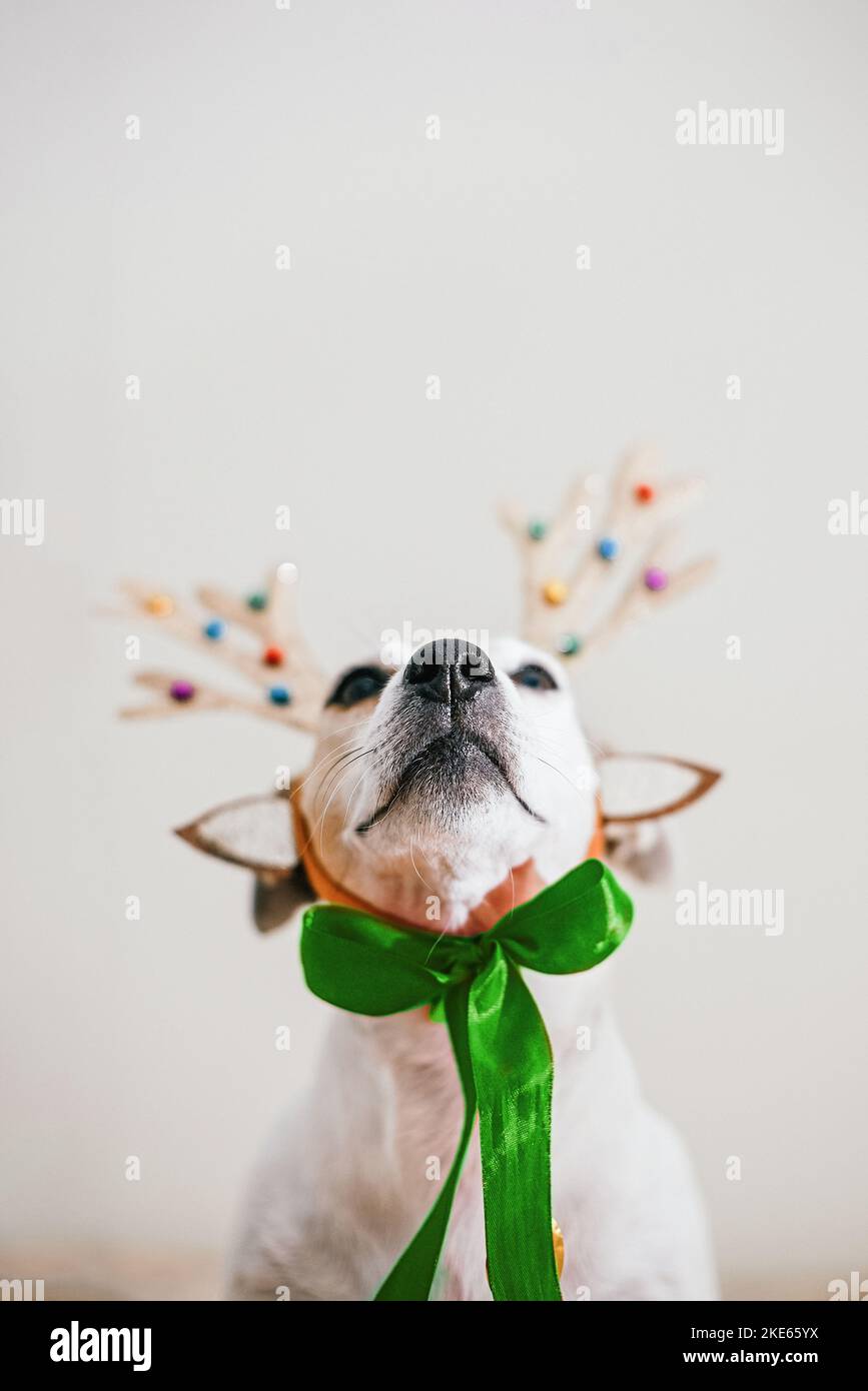 Concept of New Year and Christmas with a dog in a headband made of deer antlers on a beige background. High quality photo Stock Photo