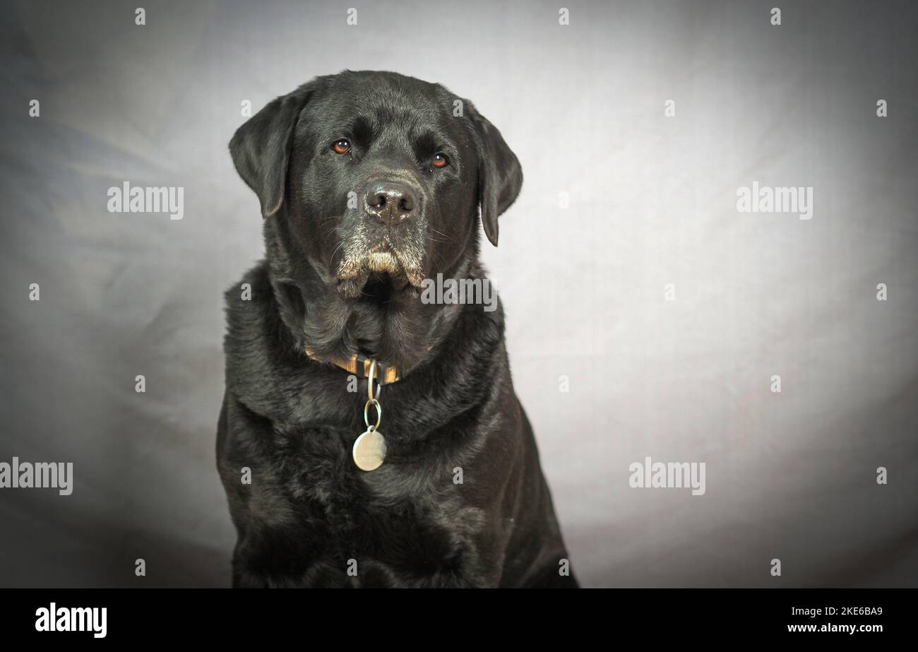 Black Rottweiler / Labrador mix against gray background Stock Photo