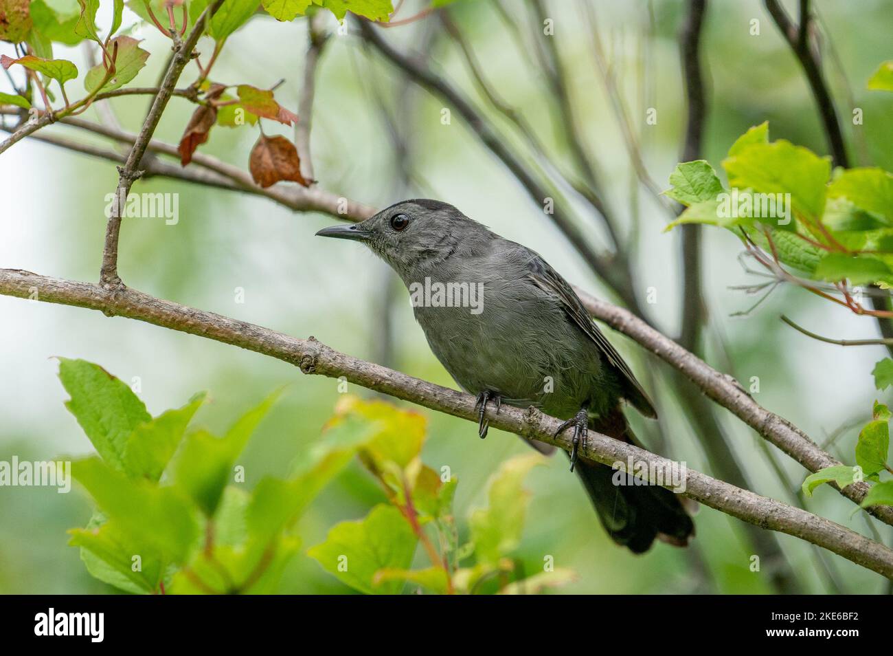 Mocking Bird Tree A close-up shot of a mockingbird perched on a tree branch looking to ...