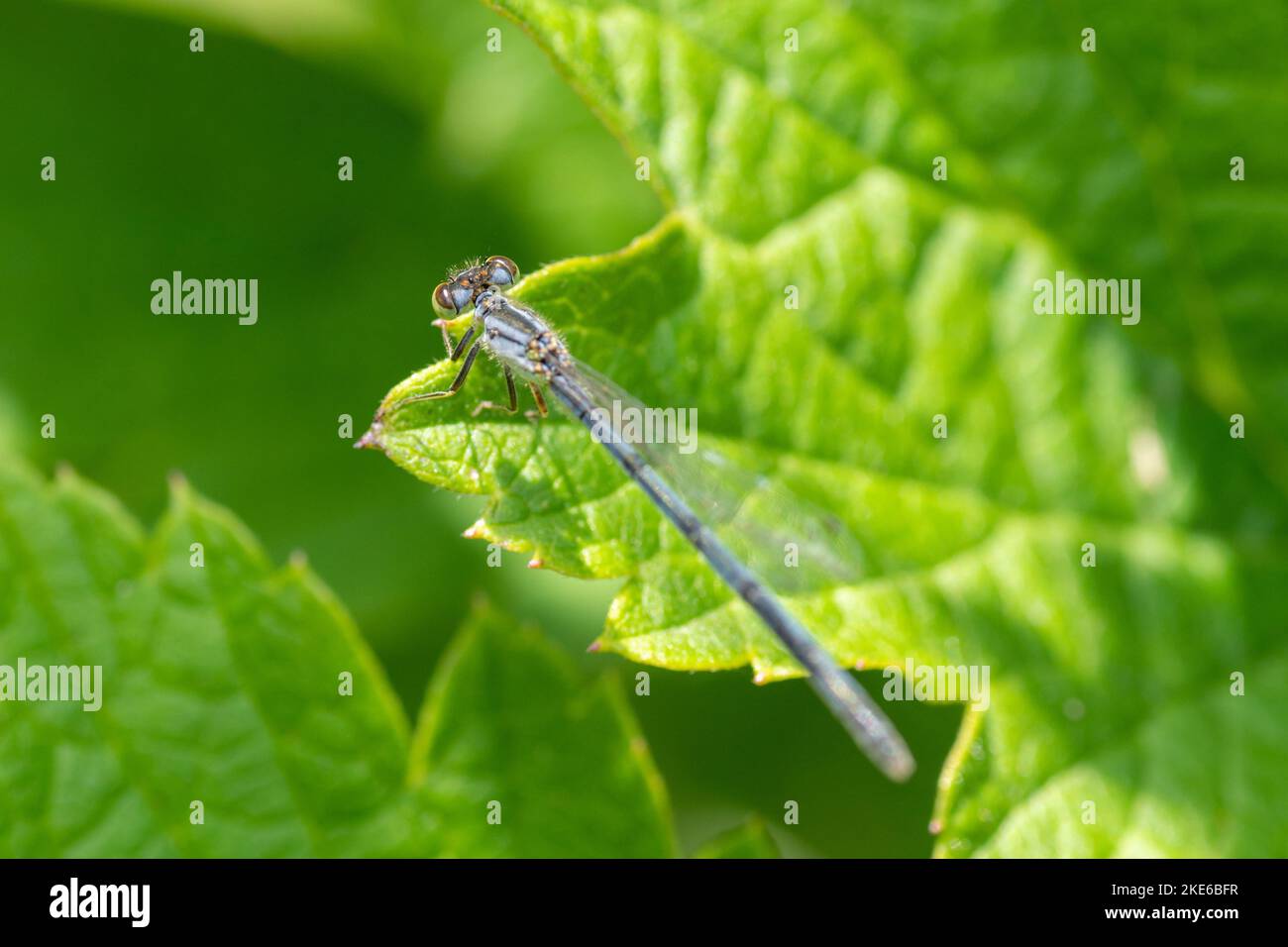 A macro shot of a dragonfly sitting on a green leaf Stock Photo - Alamy