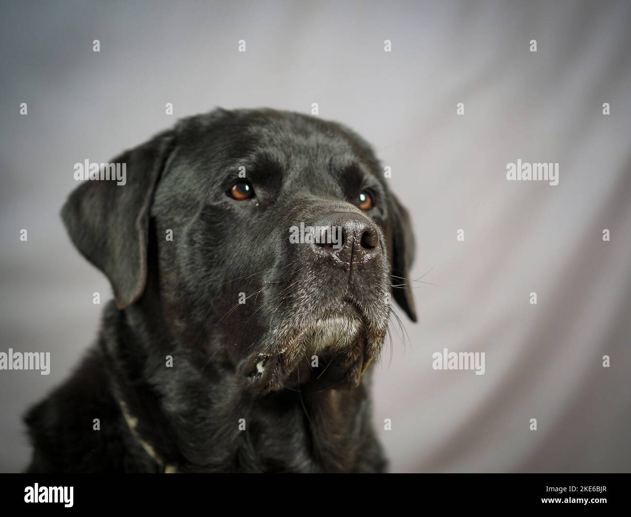 Black Rottweiler / Labrador mix against gray background Stock Photo