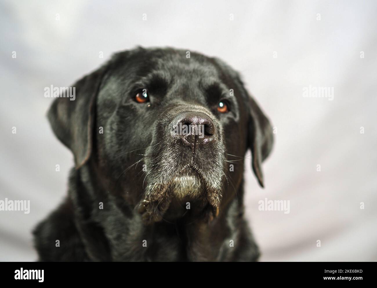 Black Rottweiler / Labrador mix against gray background Stock Photo