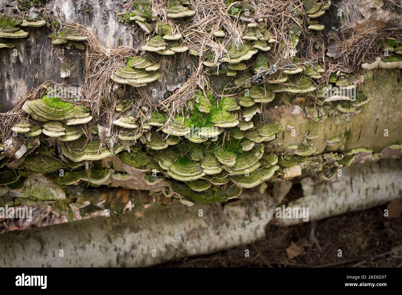 Mossy Maze Polypore mushrooms, Cerrena unicolor, found growing on the trunk of a dead paper birch tree, in Troy, Montana  Synonyms of C. unicolor incl Stock Photo