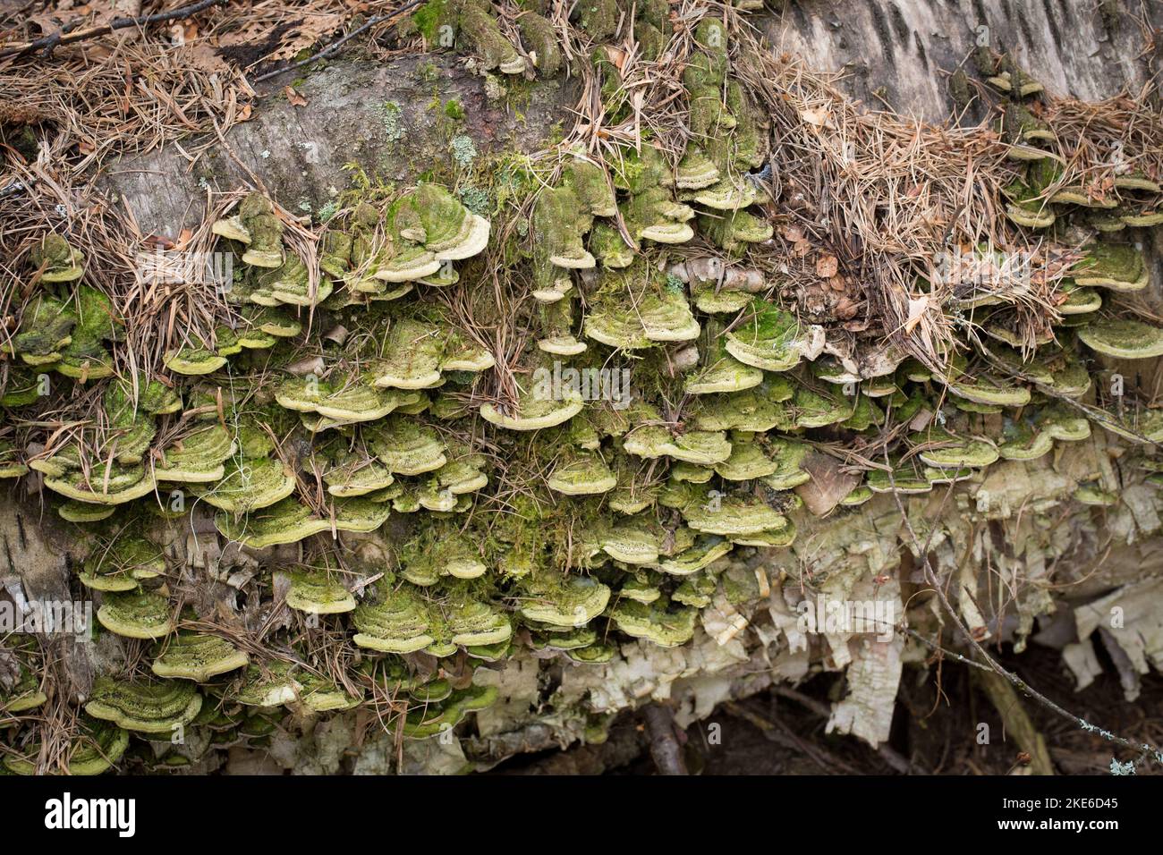 Mossy Maze Polypore mushrooms, Cerrena unicolor, found growing on the trunk of a dead paper birch tree, in Troy, Montana  Synonyms of C. unicolor incl Stock Photo