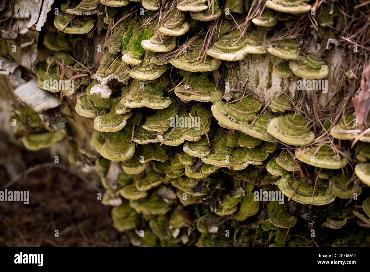 Mossy Maze Polypore mushrooms, Cerrena unicolor, found growing on the trunk of a dead red birch tree, in Troy, Montana  Synonyms of C. unicolor includ Stock Photo