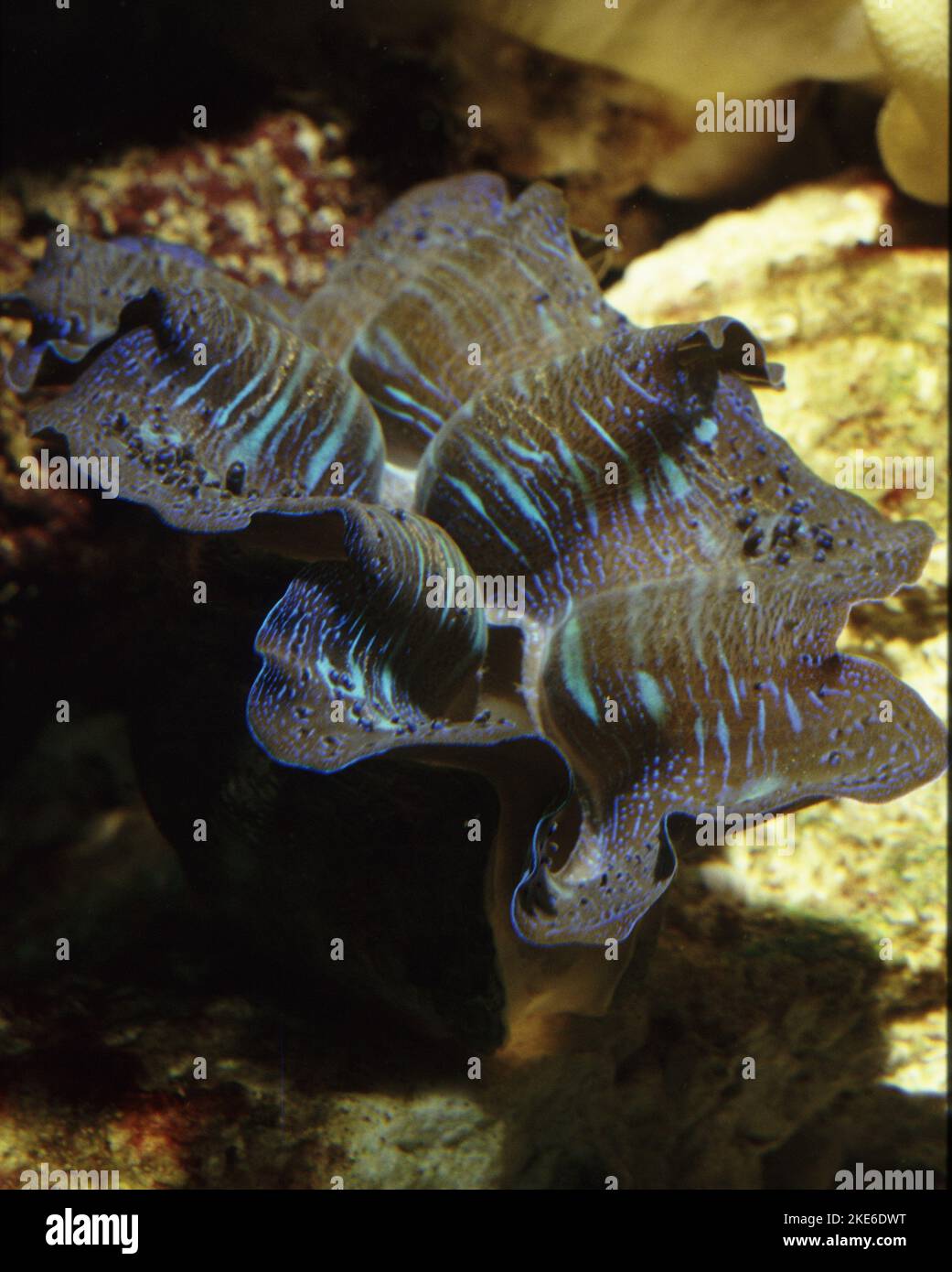 Giant clam (Tridacna derasa) Stock Photo