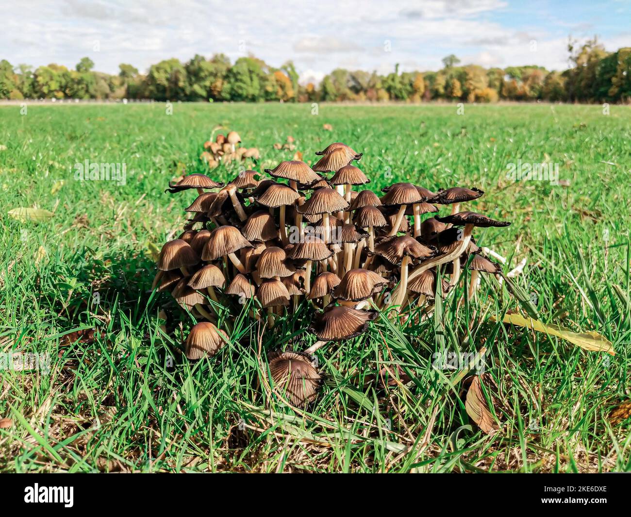 Group of brown mushrooms growing in the grass with a a forest in background Stock Photo Alamy