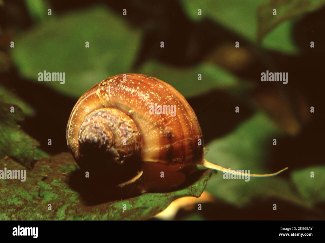 Pomacea canaliculata, commonly known as the golden apple snail or the channeled apple snail, is a species of large freshwater snail Stock Photo
