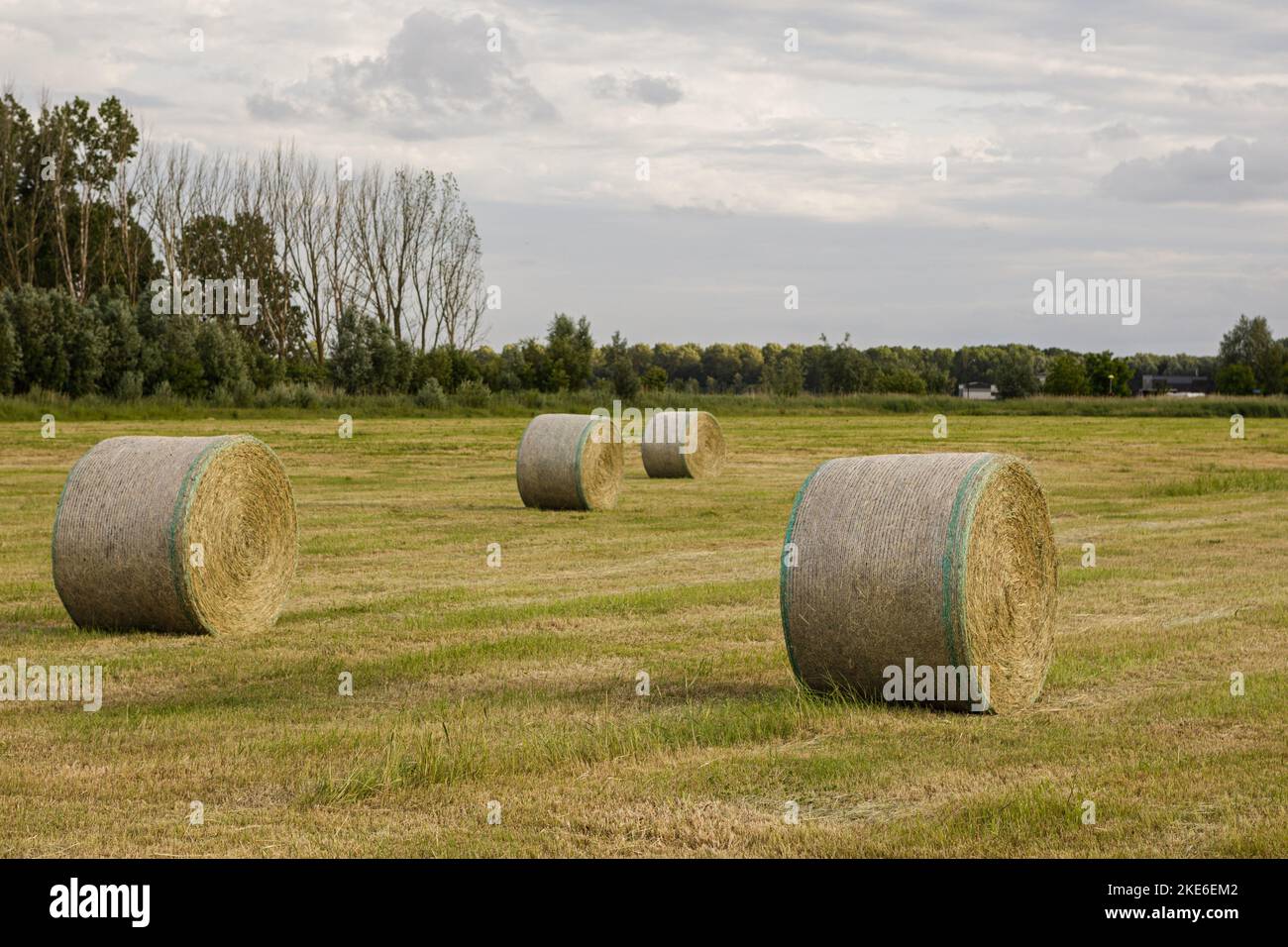 A Field of hay bales under a gloomy sky Stock Photo - Alamy