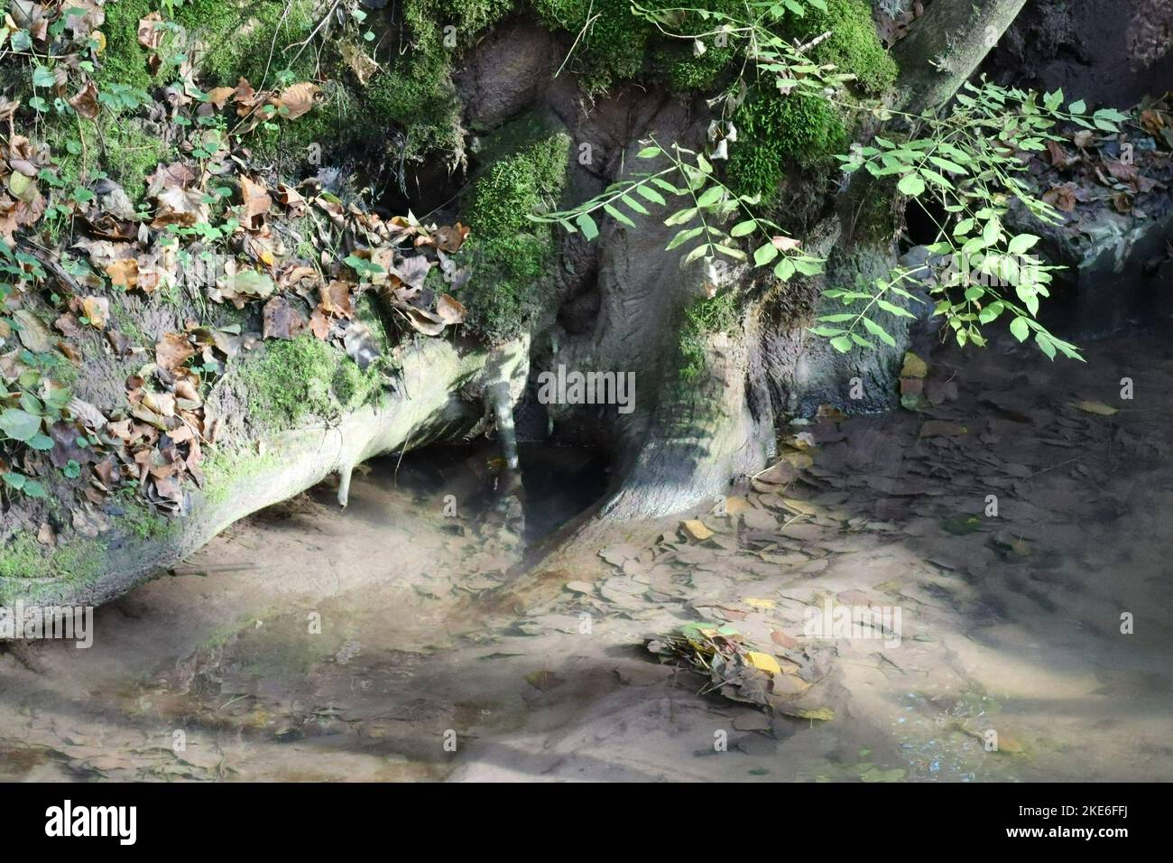 romantic Autumn scene at the clear Forest stream Stock Photo