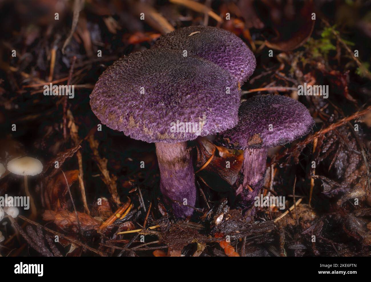 A small group of violet webcap mushrooms, Cortinarius violaceus, found growing along Treemile Creek, in the mountains, west of Troy, Montana. Stock Photo