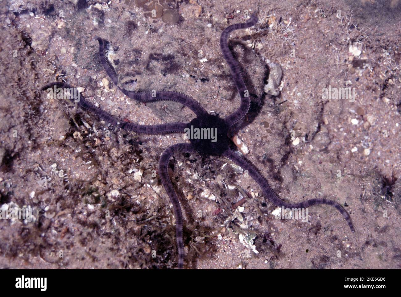 Ophiocomina nigra, commonly known as the black brittle star or black serpent star, is a species of marine invertebrate in the order Ophiurida Stock Photo